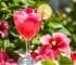 Rose Hibiscus Mocktail